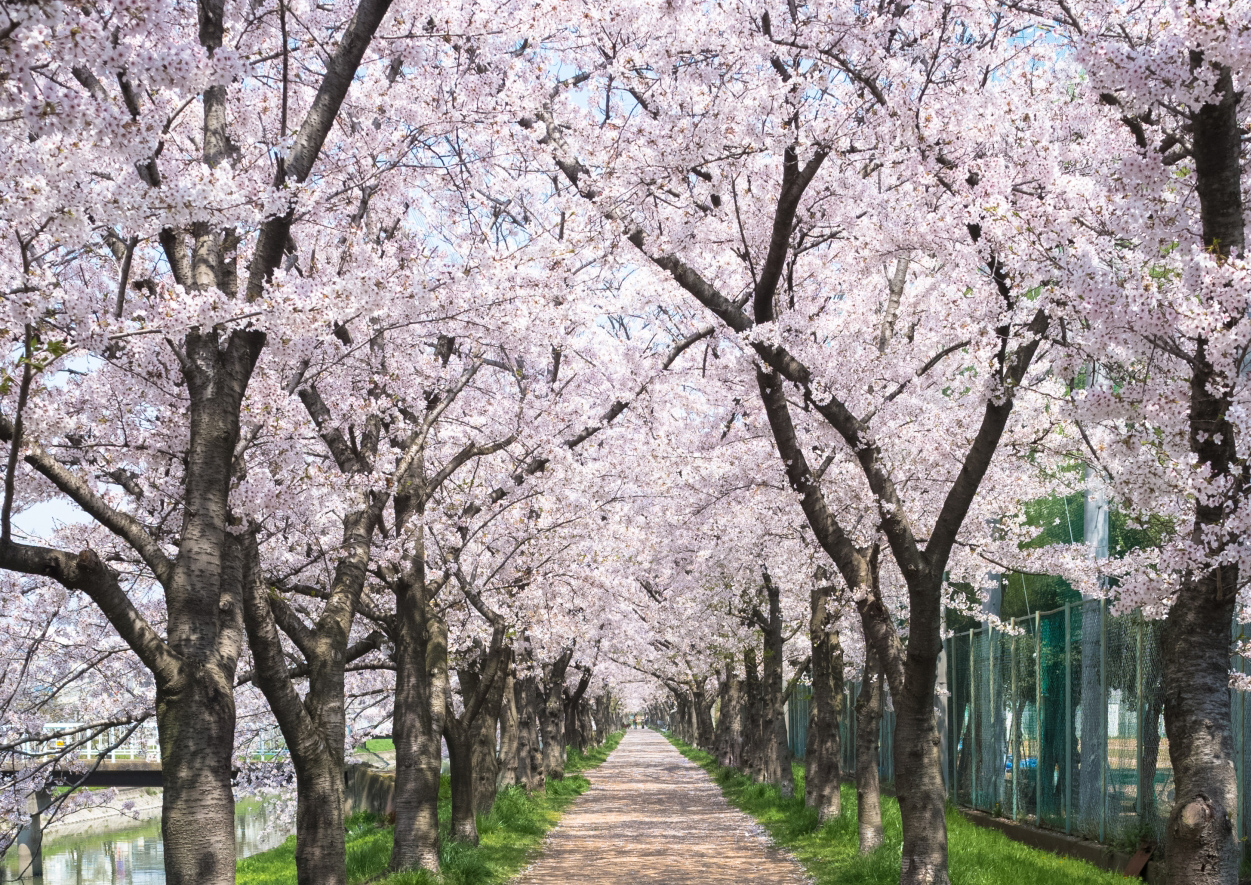 平野区　グループホーム　れもんの木　花見